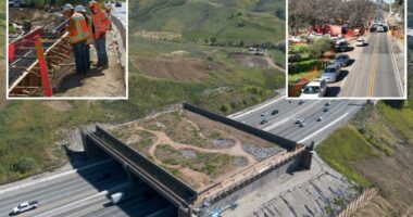 LAâs wildlife crossing bridge could bring traffic to Malibu for months